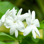 Jasmine Fragrance Oil - Zoom Thumbnail Media 1