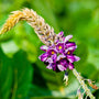 Kudzu Fragrance Oil - Zoom Thumbnail Media 1