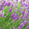 Lavender Vetiver Fragrance Oil