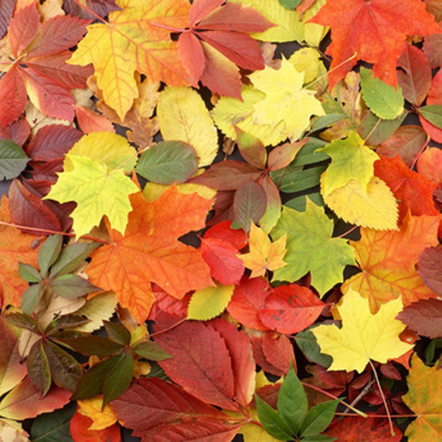 Leaves Fragrance Oil - Zoom Media 1