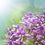 Garden Lilac Fragrance Oil