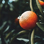 Mandarin Grove Fragrance Oil - Zoom Thumbnail Media 1