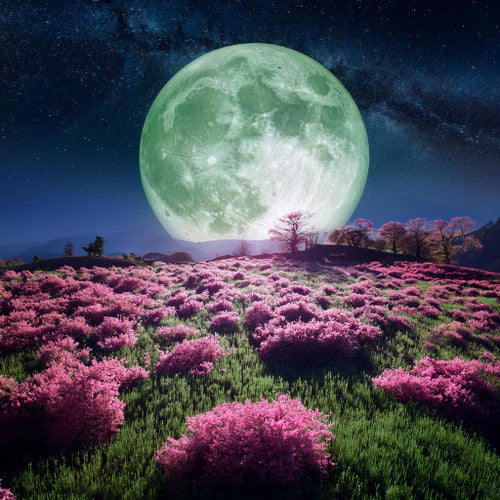 Matcha Moon Fragrance Oil - Zoom Media 1