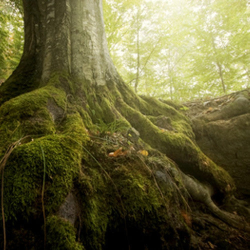 Oakmoss Fragrance Oil - Zoom Media 1