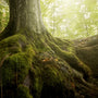 Oakmoss Fragrance Oil - Zoom Thumbnail Media 1