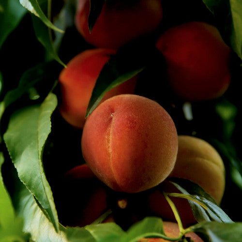 Peach Nectar Fragrance Oil - Zoom Media 1