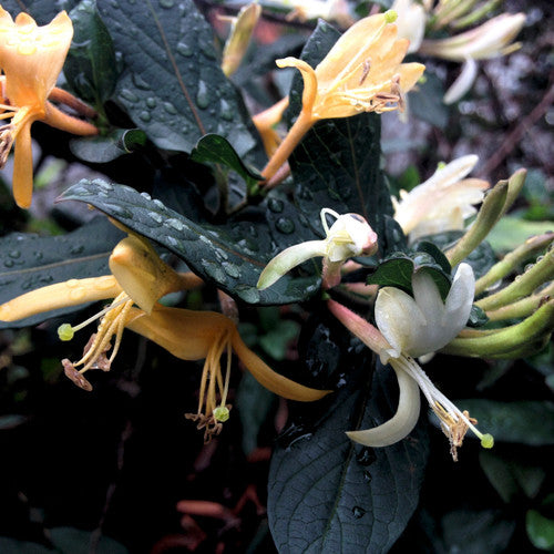 Rainkissed Honeysuckle Fragrance Oil - Zoom Media 1