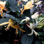 Rainkissed Honeysuckle Fragrance Oil - Zoom Thumbnail Media 1