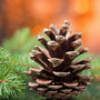 Roasted Pine Cone Fragrance Oil - Zoom Thumbnail Media 1