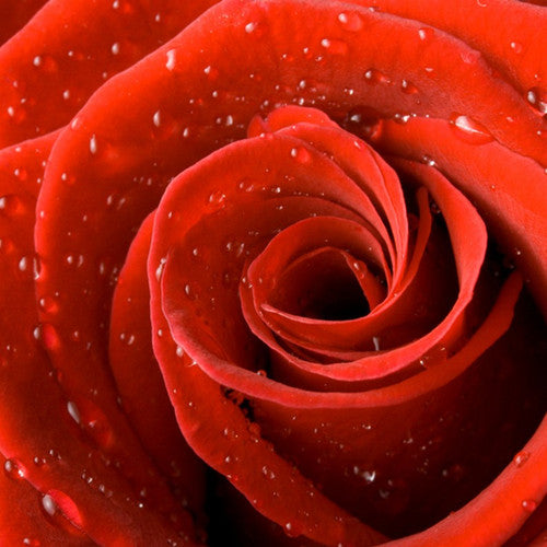 Rose Fragrance Oil - Zoom Media 1