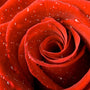 Rose Fragrance Oil - Zoom Thumbnail Media 1