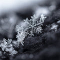 Shimmering Snowflake Fragrance Oil