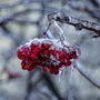 Snowberry Icicles Fragrance Oil - Zoom Thumbnail Media 1