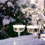 Sparkling Evergreen Fragrance Oil - Zoom Thumbnail Media 1
