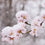 Sugarplum Blossom Fragrance Oil