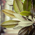 Tobacco & Bay Leaf Fragrance Oil
