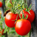 Tomato Leaf Fragrance Oil
