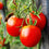 Aceite Aromático de Hoja de Tomate