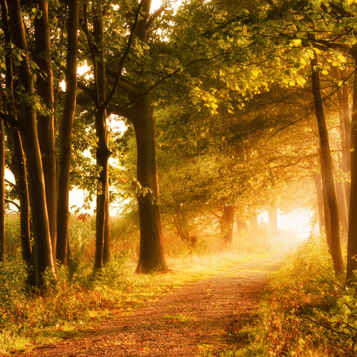 Nature Walk (Type) Fragrance Oil - Zoom Media 1