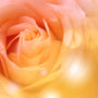 Warm Vanilla Sugar (Type) Fragrance Oil - Zoom Thumbnail Media 1
