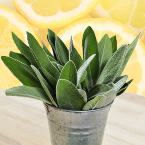 White Sage & Citrus Fragrance Oil - Zoom Media 1
