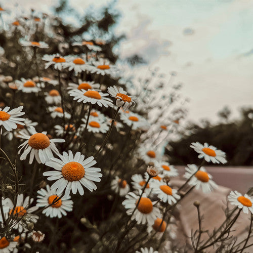 Wild Daisy Dream Fragrance Oil - Zoom Media 1