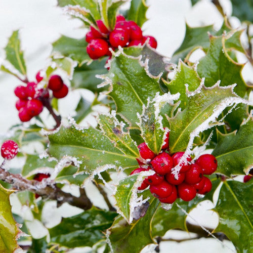 Winter Berry Fragrance Oil - Zoom Media 1