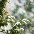 Birchwood Pine (Type) Fragrance Oil
