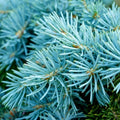 Blue Spruce Fragrance Oil