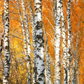 Cracklin Birch Fragrance Oil
