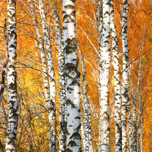 Cracklin Birch Fragrance Oil - Zoom Media 1