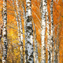 Cracklin Birch Fragrance Oil - Zoom Thumbnail Media 1
