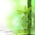 Fresh Bamboo (Type) Fragrance Oil