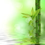 Fresh Bamboo (Type) Fragrance Oil - Zoom Thumbnail Media 1