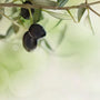Olive Tree Fragrance Oil - Zoom Thumbnail Media 1