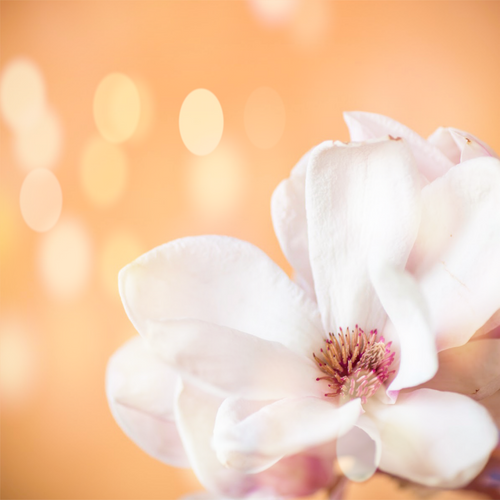 Peach Magnolia Fragrance Oil - Zoom Media 1