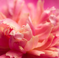 Peony Fragrance Oil