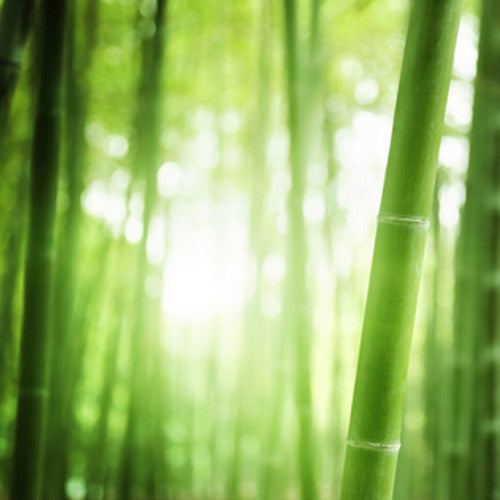 Rainforest Sugarcane (Type) Fragrance Oil - Zoom Media 1