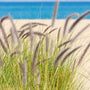 Seagrass & Sage Fragrance Oil - Zoom Thumbnail Media 1