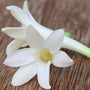 Tuberose Fragrance Oil - Zoom Thumbnail Media 1